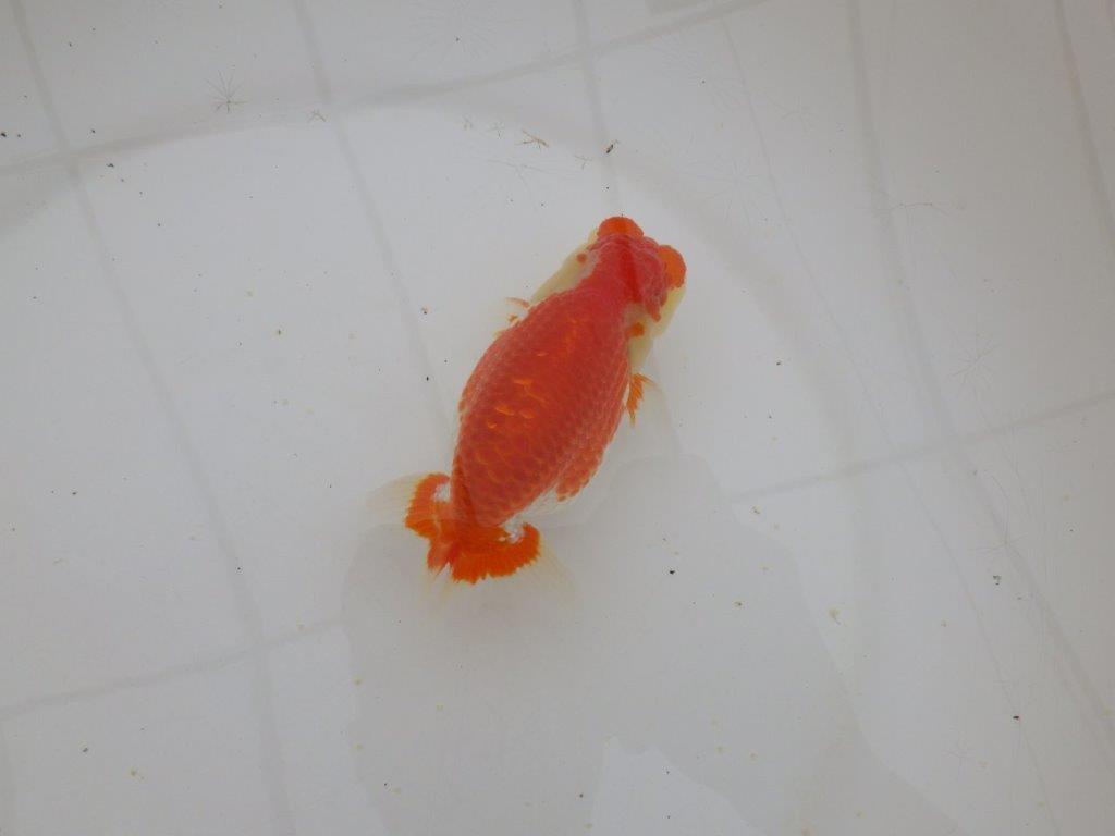 【山田芳人氏】明け二歳らんちゅう 体高があり横見が映える更紗 約12,5㎝ オス