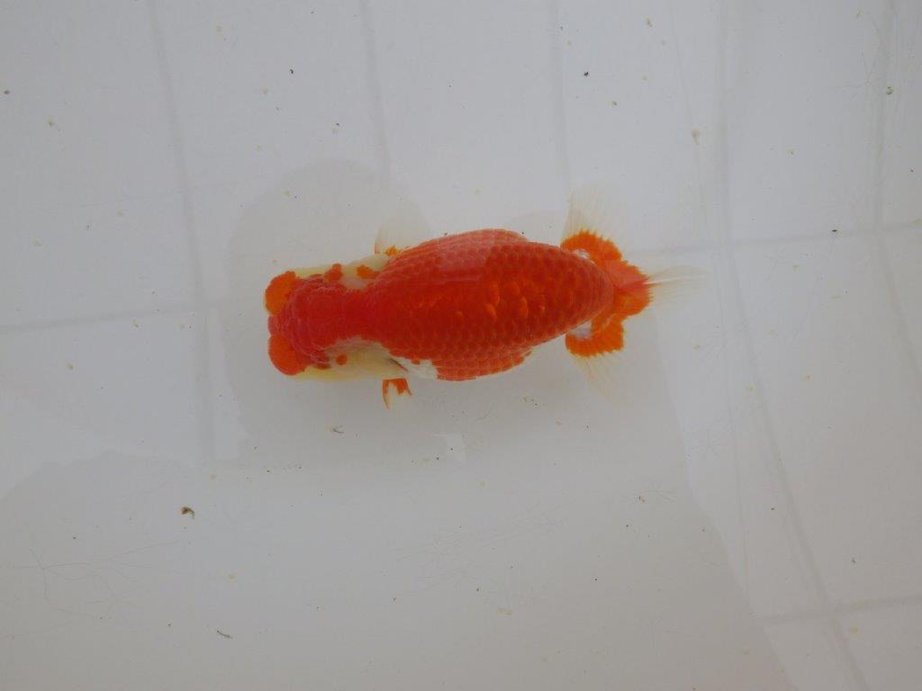 【山田芳人氏】明け二歳らんちゅう 体高があり横見が映える更紗 約12,5㎝ オス