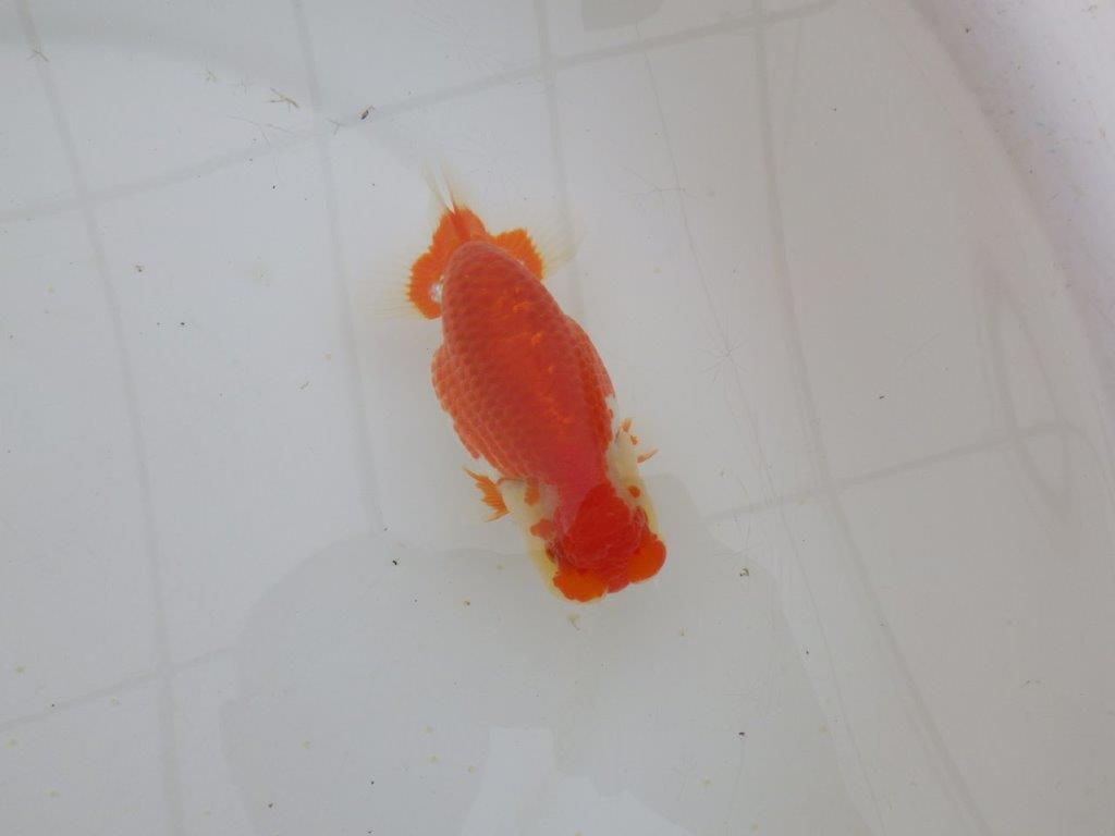 【山田芳人氏】明け二歳らんちゅう 体高があり横見が映える更紗 約12,5㎝ オス