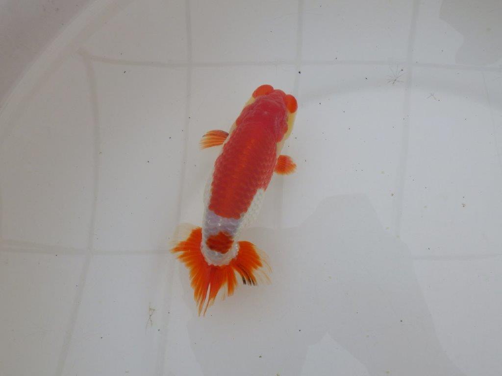 【山田芳人氏】明け二歳らんちゅう 柄良し、背も良し、頭も良し! 約13,5㎝ オス