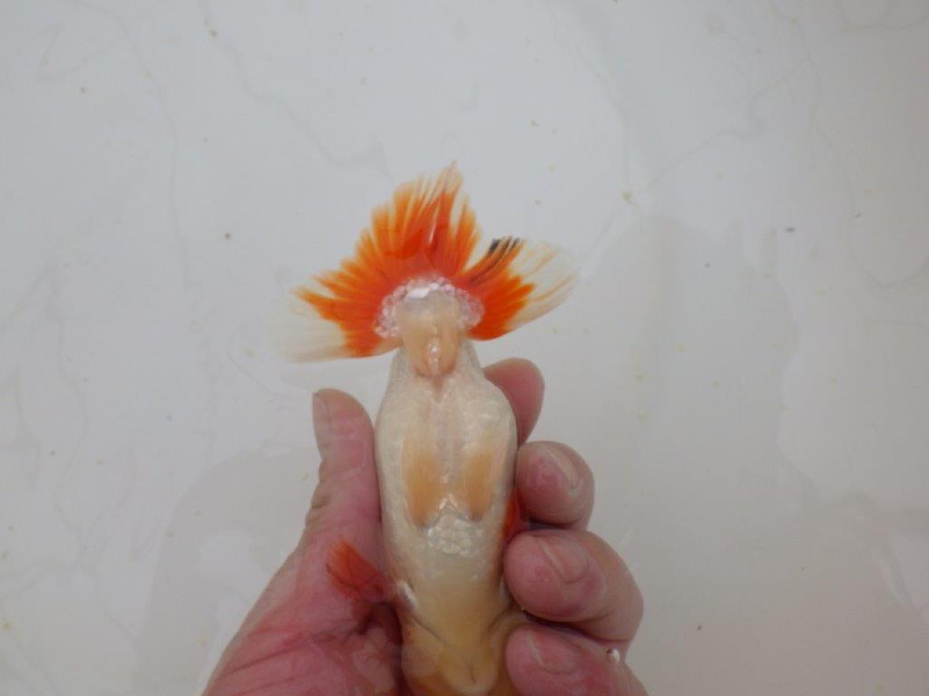 【山田芳人氏】明け二歳らんちゅう 柄良し、背も良し、頭も良し! 約13,5㎝ オス