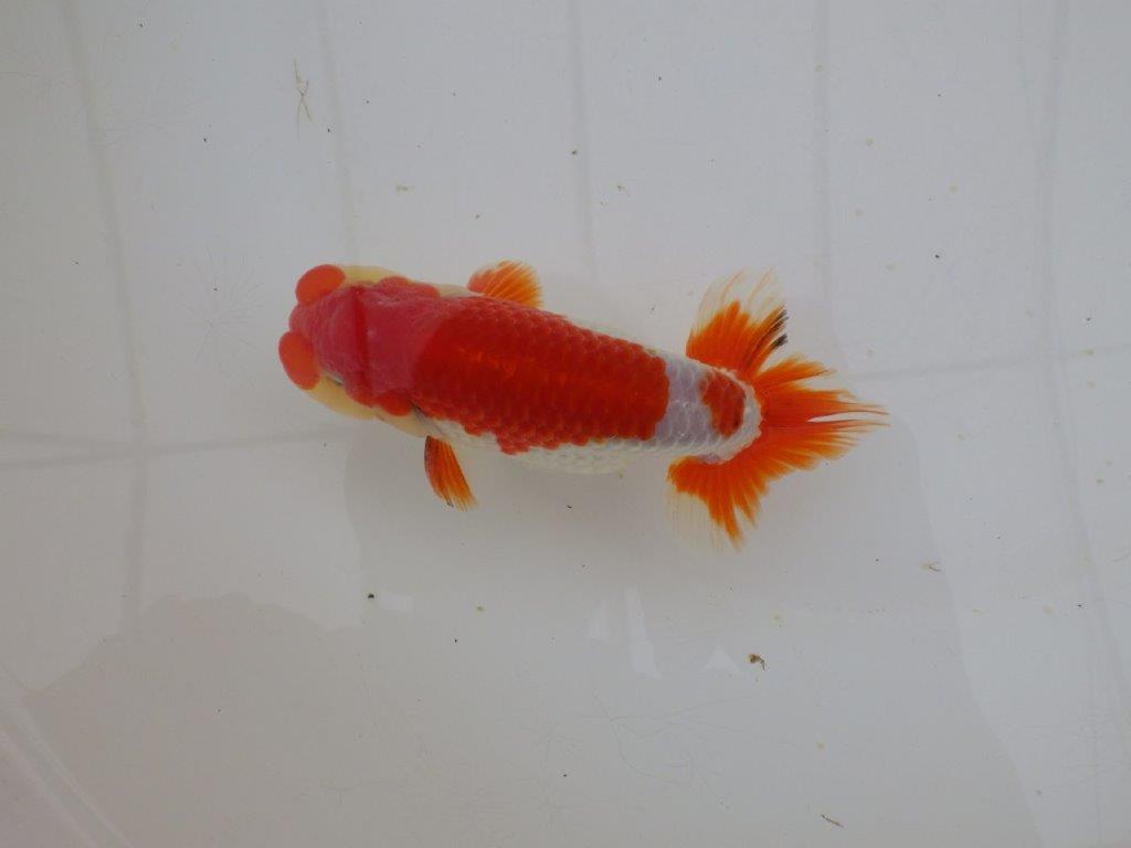 【山田芳人氏】明け二歳らんちゅう 柄良し、背も良し、頭も良し! 約13,5㎝ オス