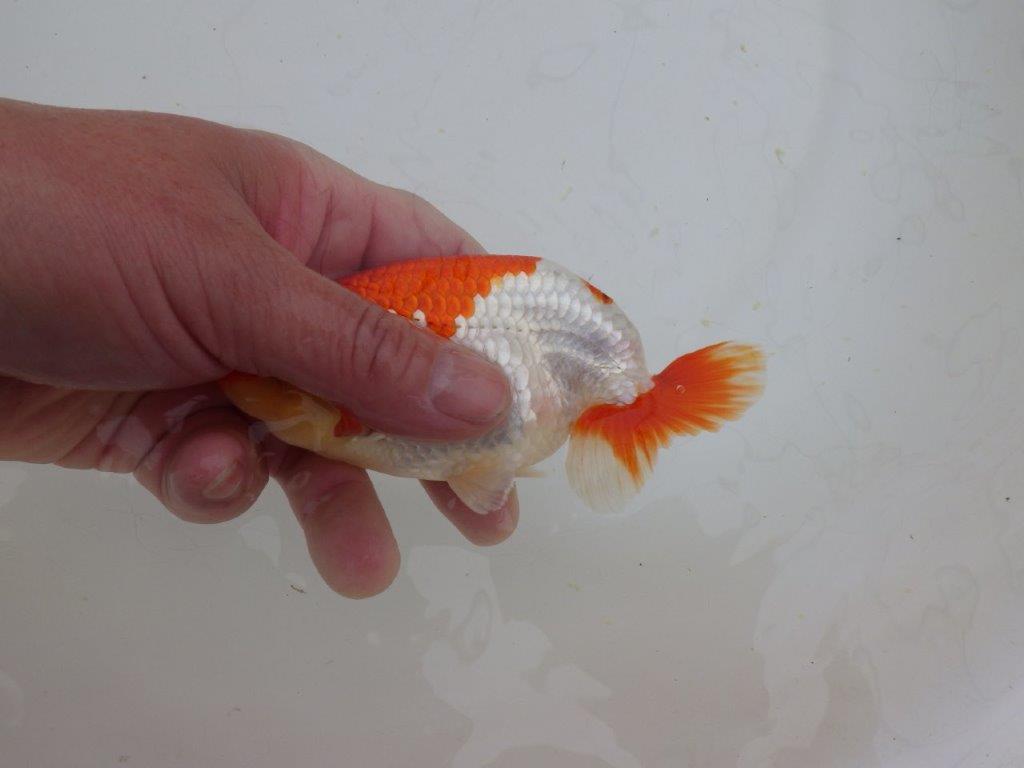 【山田芳人氏】明け二歳らんちゅう 柄良し、背も良し、頭も良し! 約13,5㎝ オス