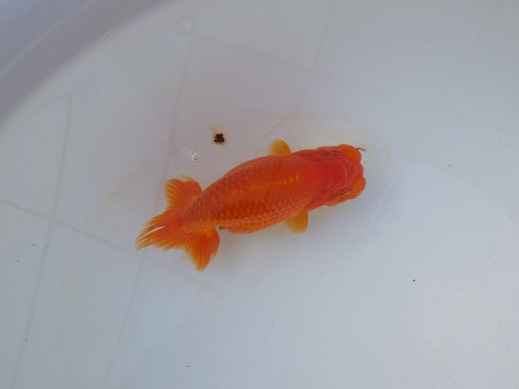 【愛知 小早川義幸 氏】雰囲気が良くなってきた明け二歳らんちゅう 約14㎝ メス？