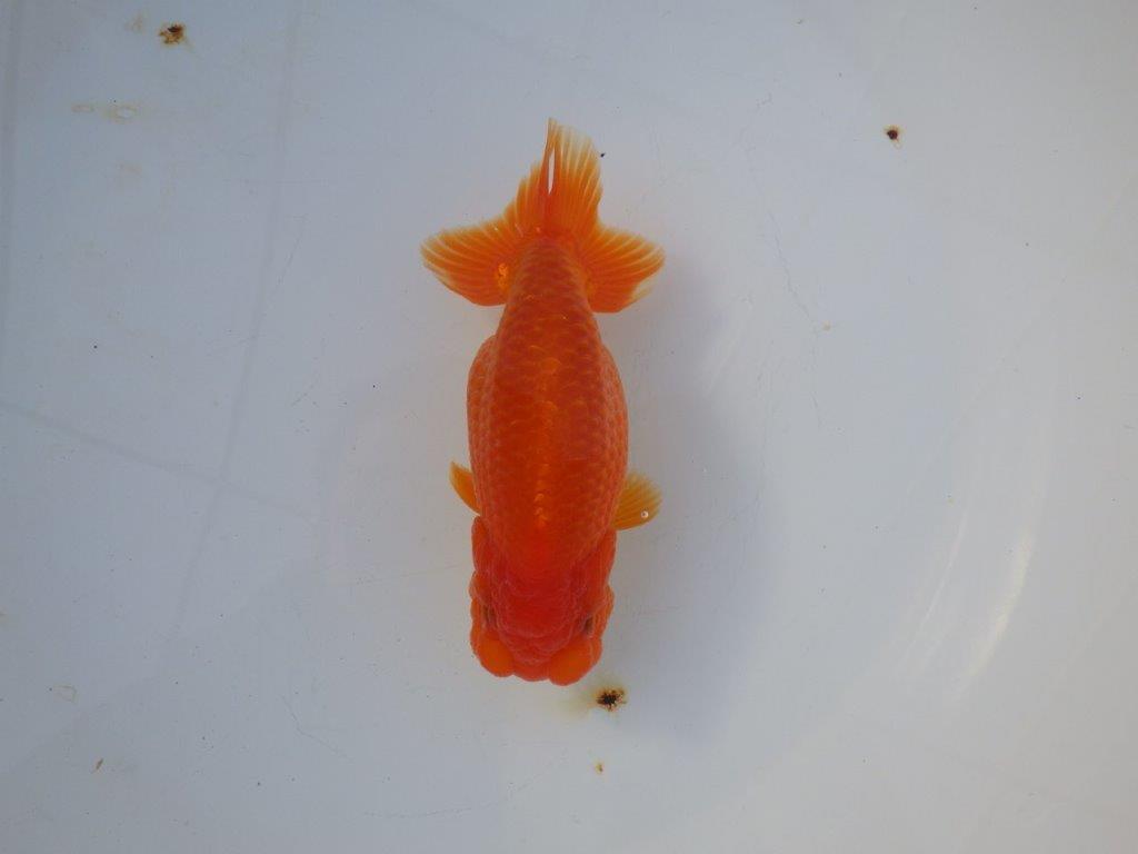 【愛知 小早川義幸 氏】雰囲気が良くなってきた明け二歳らんちゅう 約14㎝ メス？