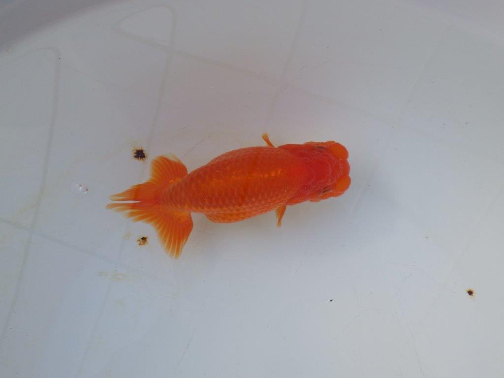 【愛知 小早川義幸 氏】雰囲気が良くなってきた明け二歳らんちゅう 約14㎝ メス？