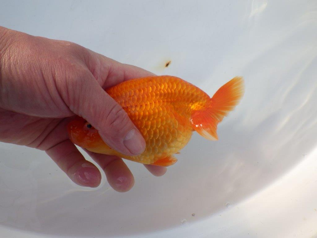 【愛知 小早川義幸 氏】雰囲気が良くなってきた明け二歳らんちゅう 約14㎝ メス？