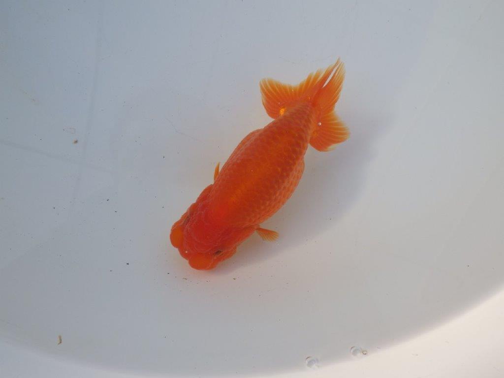 【愛知 小早川義幸 氏】雰囲気が良くなってきた明け二歳らんちゅう 約14㎝ メス？