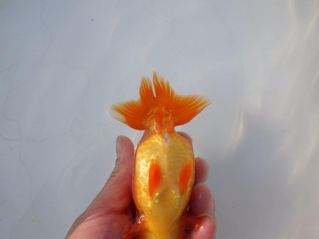 【愛知 小早川義幸 氏】雰囲気が良くなってきた明け二歳らんちゅう 約14㎝ メス？