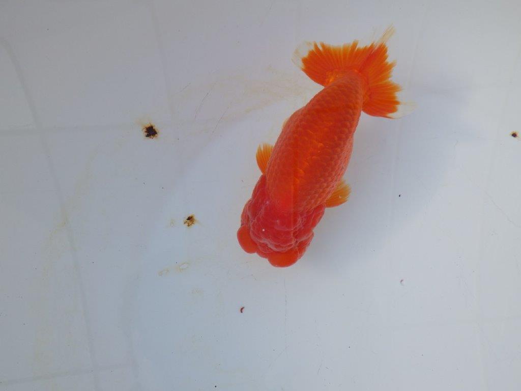 【愛知 小早川義幸 氏】二歳会＆タネにお勧め！！明け二歳らんちゅう 約14,5㎝ オス？の上身