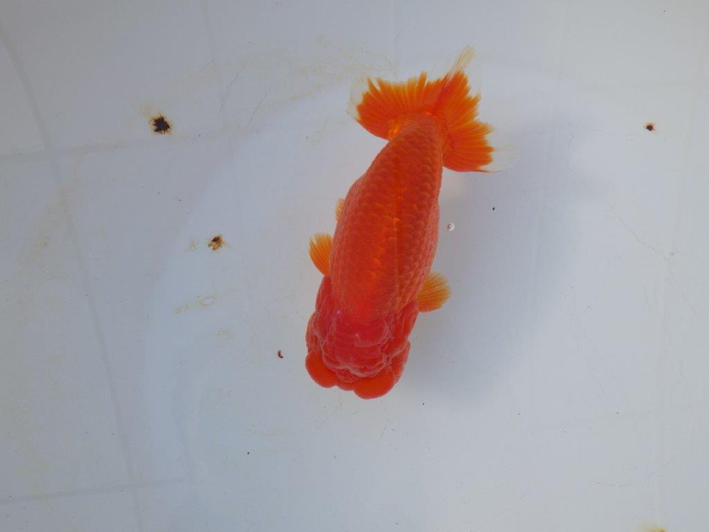 【愛知 小早川義幸 氏】二歳会&タネにお勧め!!明け二歳らんちゅう 約14,5㎝ オス?