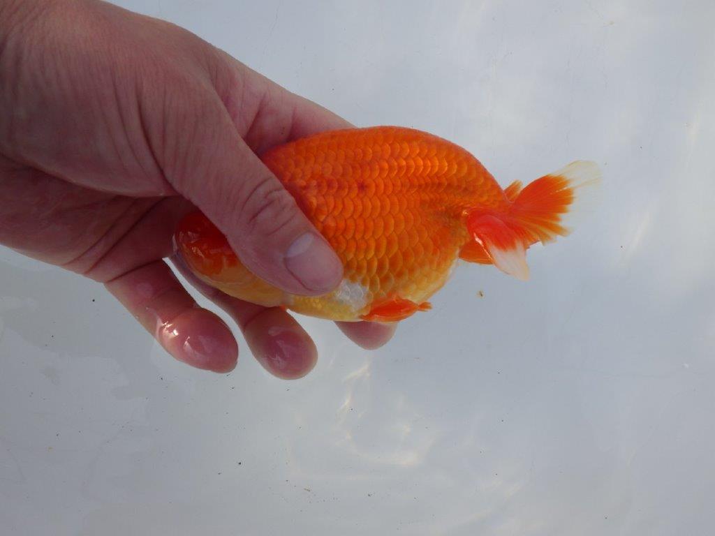 【愛知 小早川義幸 氏】二歳会&タネにお勧め!!明け二歳らんちゅう 約14,5㎝ オス?