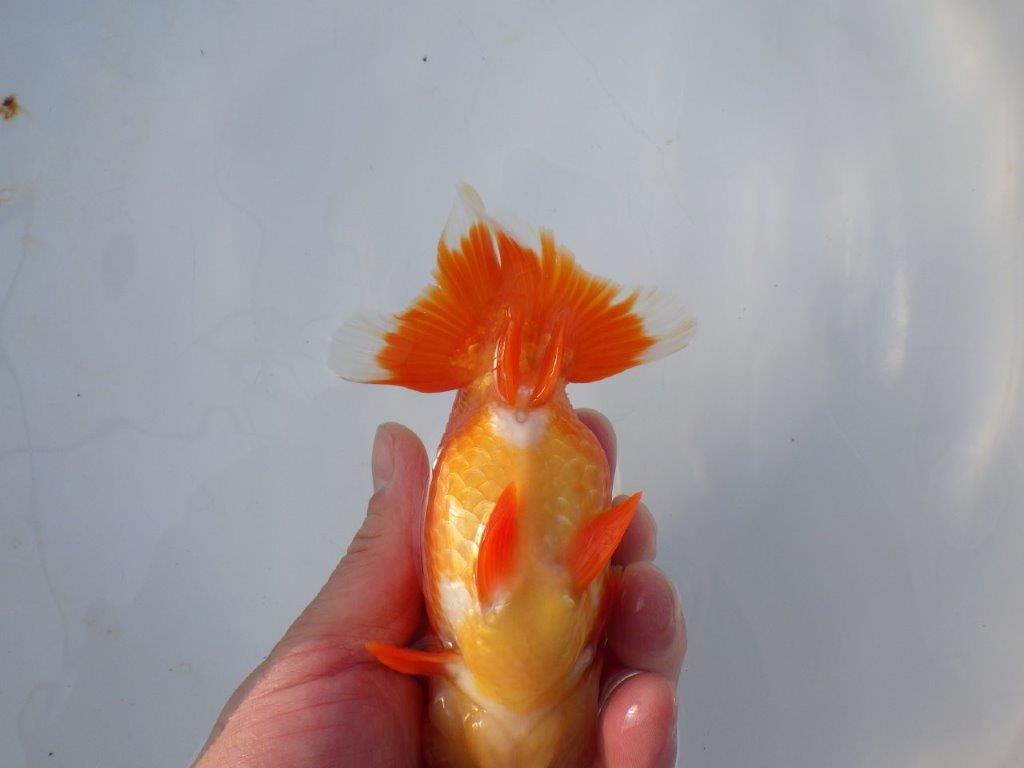 【愛知 小早川義幸 氏】二歳会&タネにお勧め!!明け二歳らんちゅう 約14,5㎝ オス?