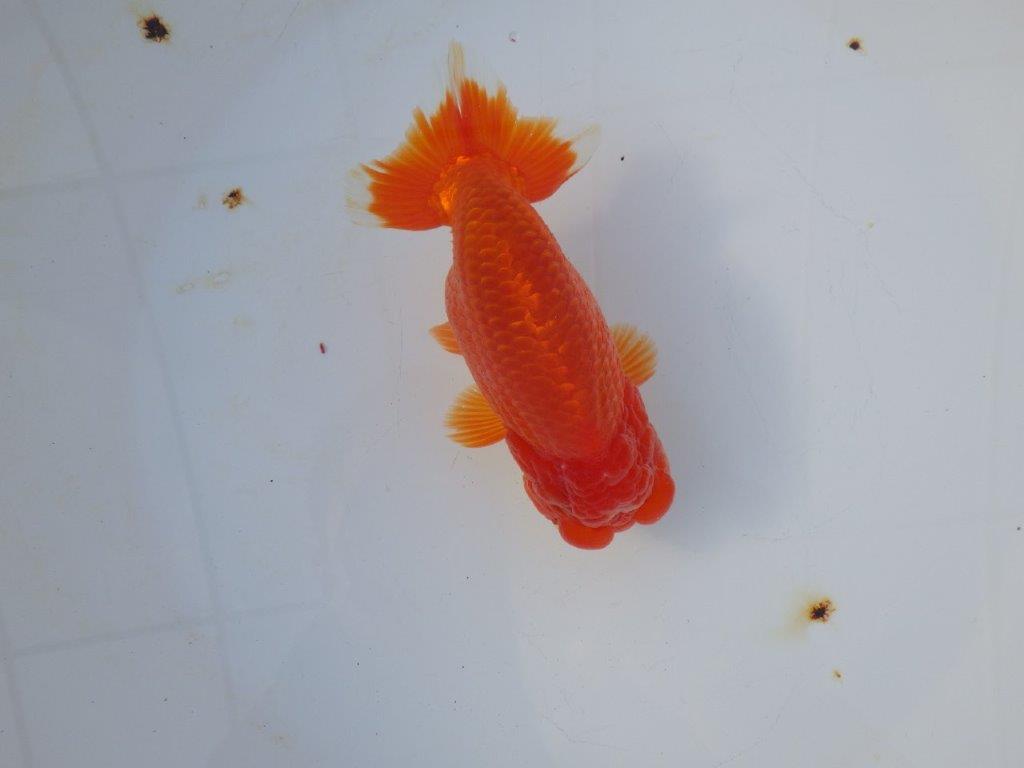 【愛知 小早川義幸 氏】二歳会&タネにお勧め!!明け二歳らんちゅう 約14,5㎝ オス?