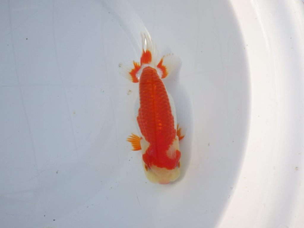 【愛知小早川義幸氏】綺麗な更紗明け二歳らんちゅう約15,5㎝メス？