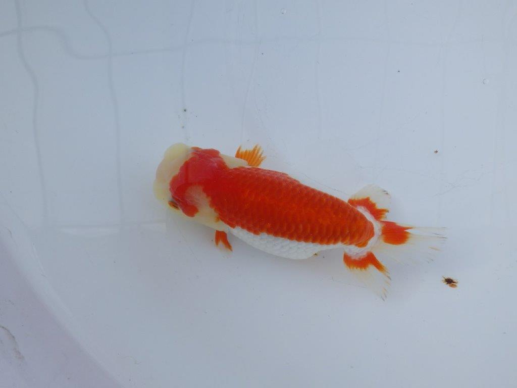 【愛知小早川義幸氏】綺麗な更紗明け二歳らんちゅう約15,5㎝メス？