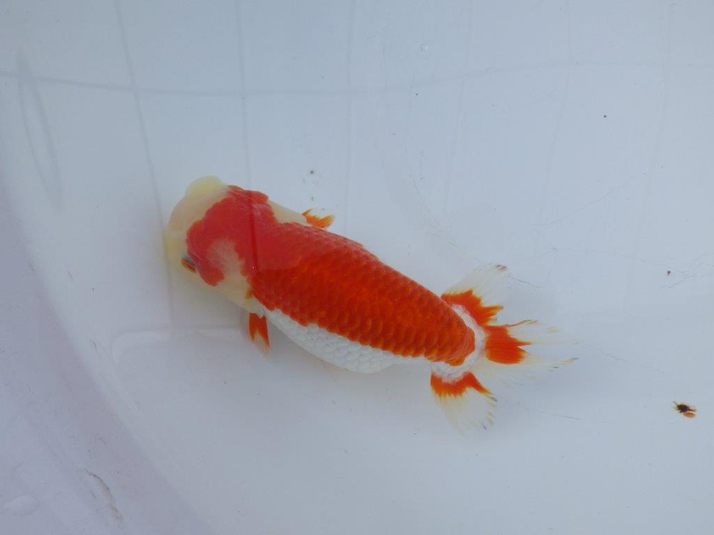 【愛知小早川義幸氏】綺麗な更紗明け二歳らんちゅう約15,5㎝メス？