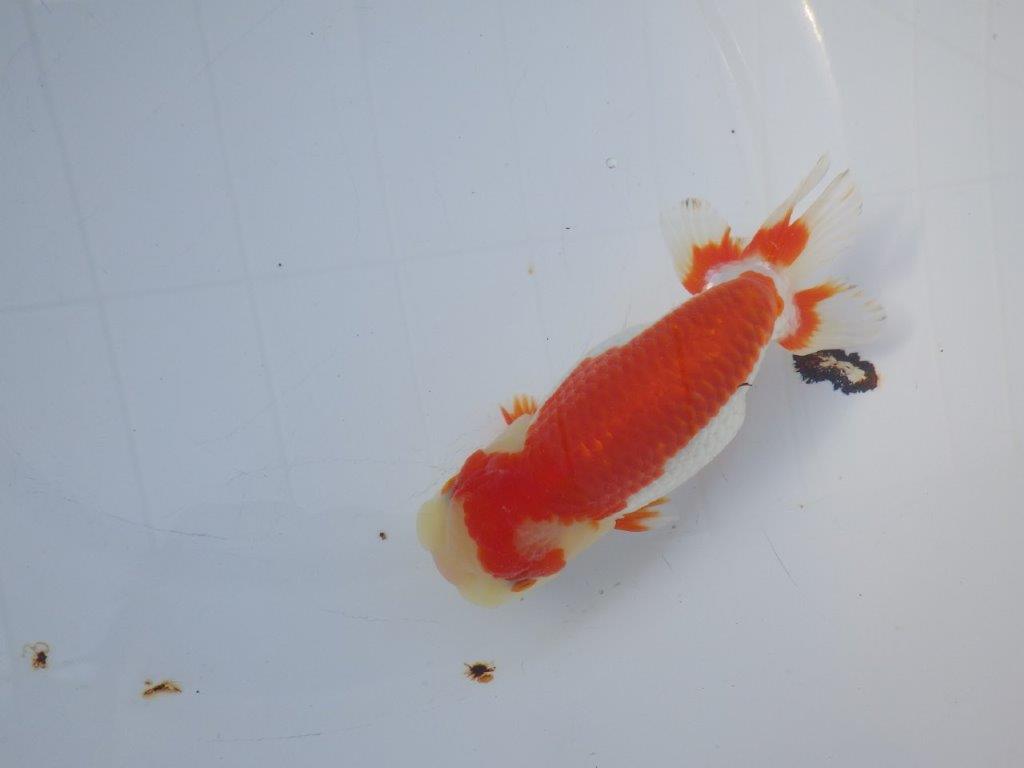 【愛知小早川義幸氏】綺麗な更紗明け二歳らんちゅう約15,5㎝メス？