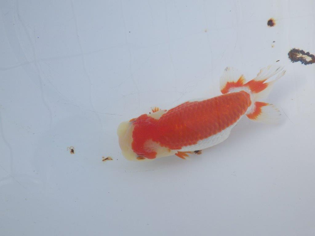 【愛知小早川義幸氏】綺麗な更紗明け二歳らんちゅう約15,5㎝メス？