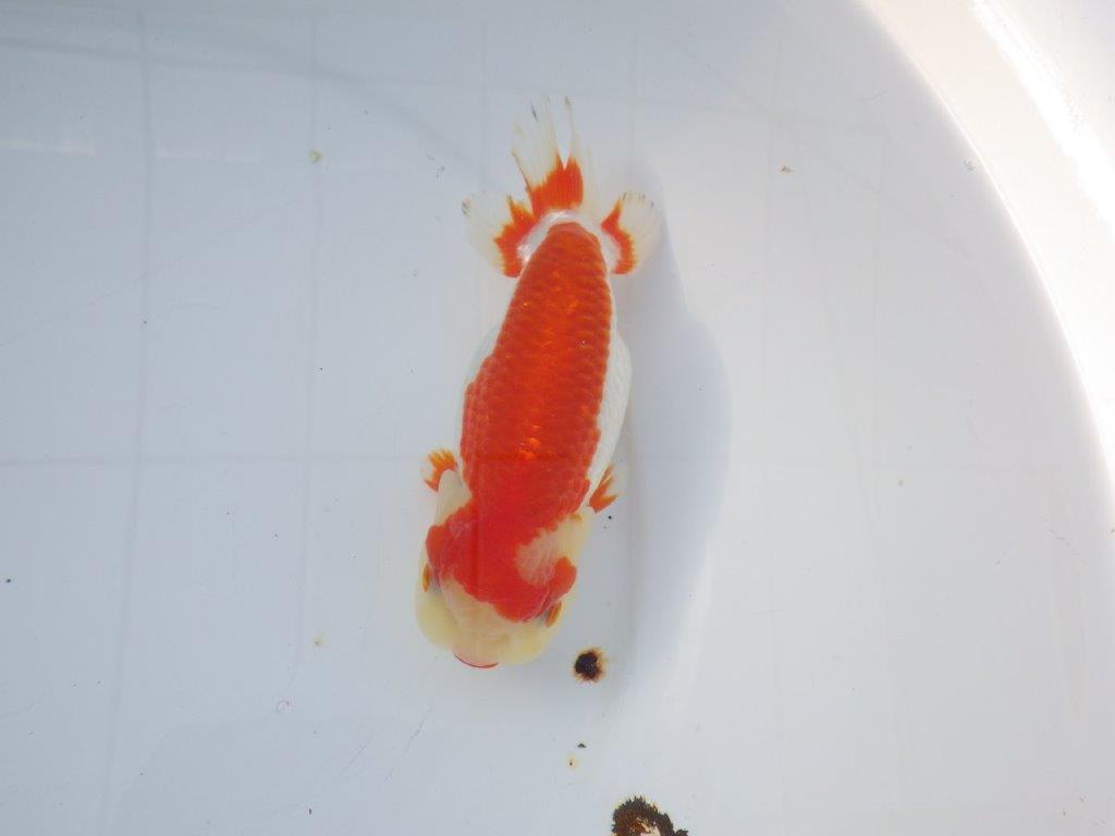 【愛知小早川義幸氏】綺麗な更紗明け二歳らんちゅう約15,5㎝メス？