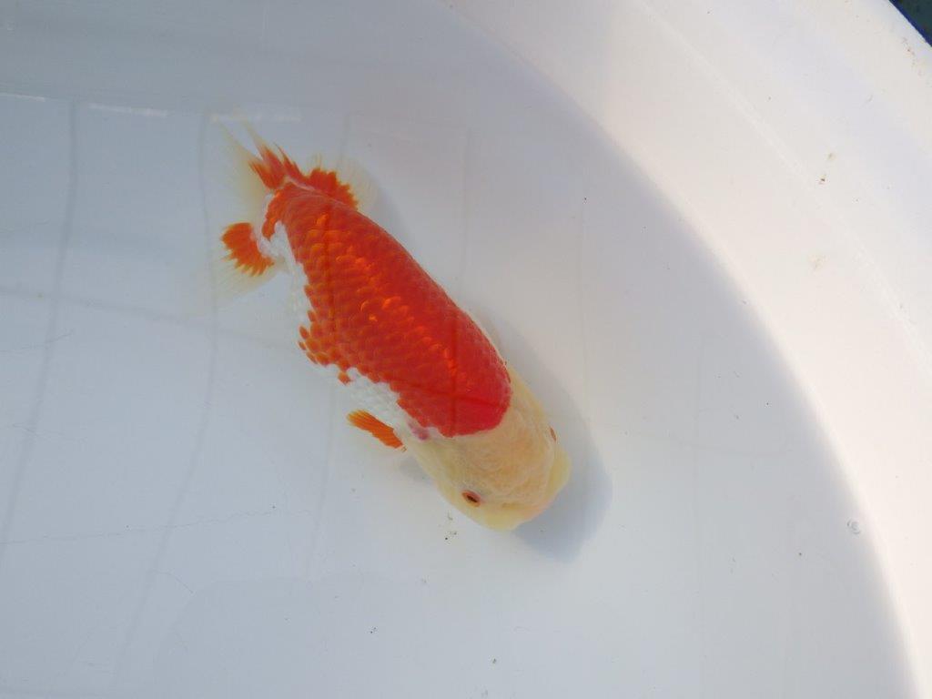 【愛知 小早川義幸 氏】少しお腹が柔らかい明け二歳らんちゅう 約15,5㎝ メス?