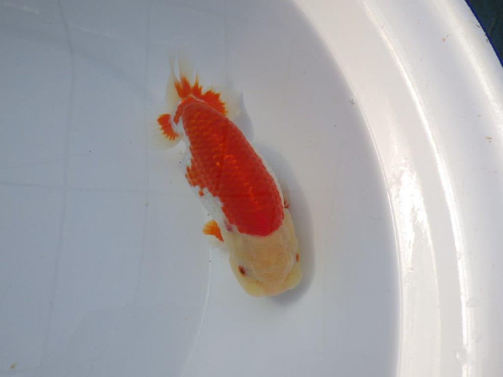 【愛知 小早川義幸 氏】少しお腹が柔らかい明け二歳らんちゅう 約15,5㎝ メス？