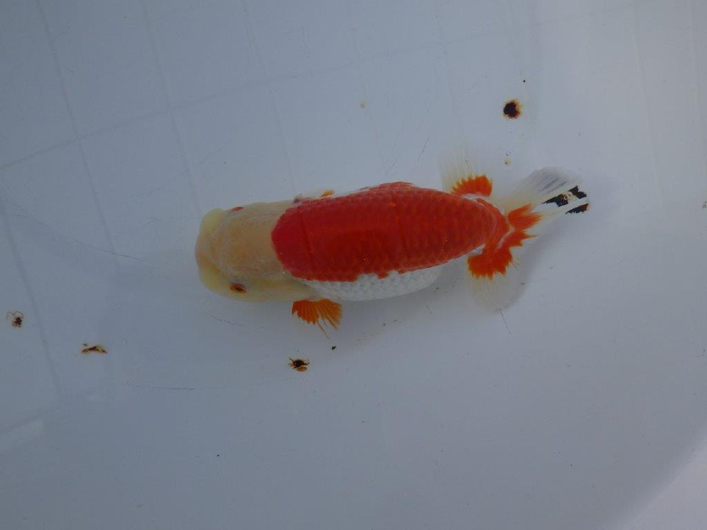 【愛知 小早川義幸 氏】少しお腹が柔らかい明け二歳らんちゅう 約15,5㎝ メス？