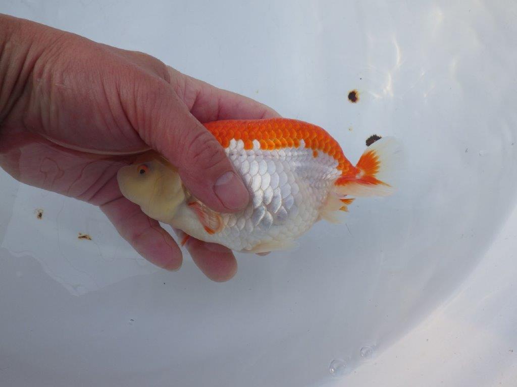 【愛知 小早川義幸 氏】少しお腹が柔らかい明け二歳らんちゅう 約15,5㎝ メス？