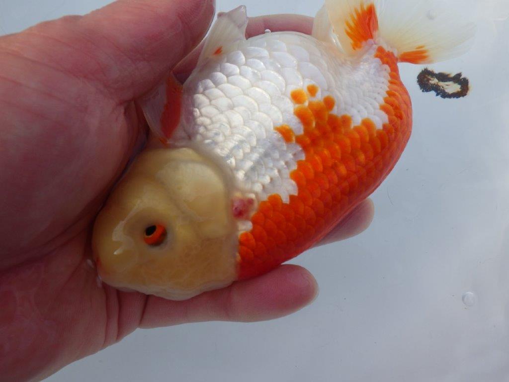 【愛知 小早川義幸 氏】少しお腹が柔らかい明け二歳らんちゅう 約15,5㎝ メス？