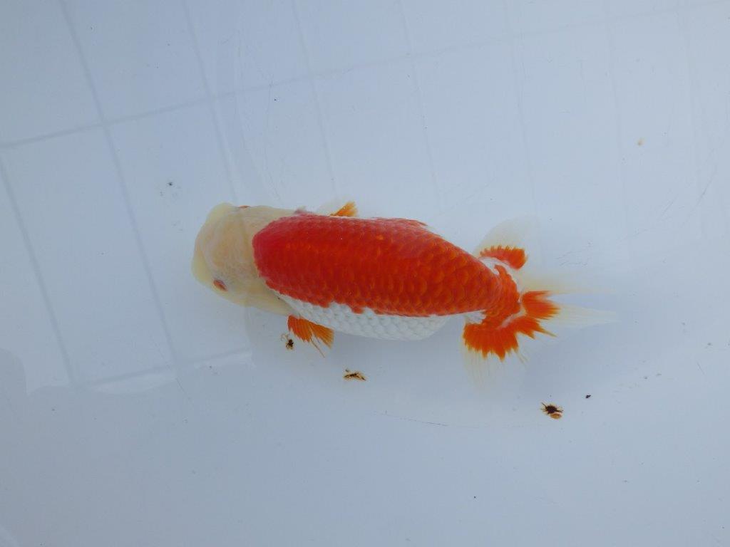 【愛知 小早川義幸 氏】少しお腹が柔らかい明け二歳らんちゅう 約15,5㎝ メス？