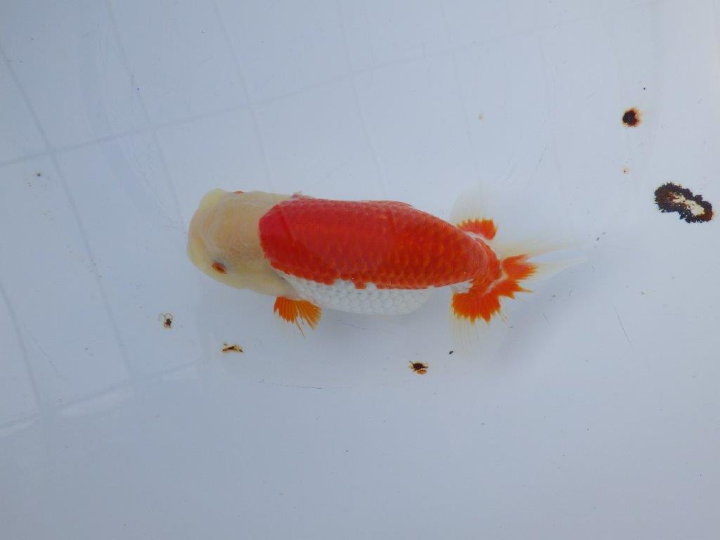 【愛知 小早川義幸 氏】少しお腹が柔らかい明け二歳らんちゅう 約15,5㎝ メス？