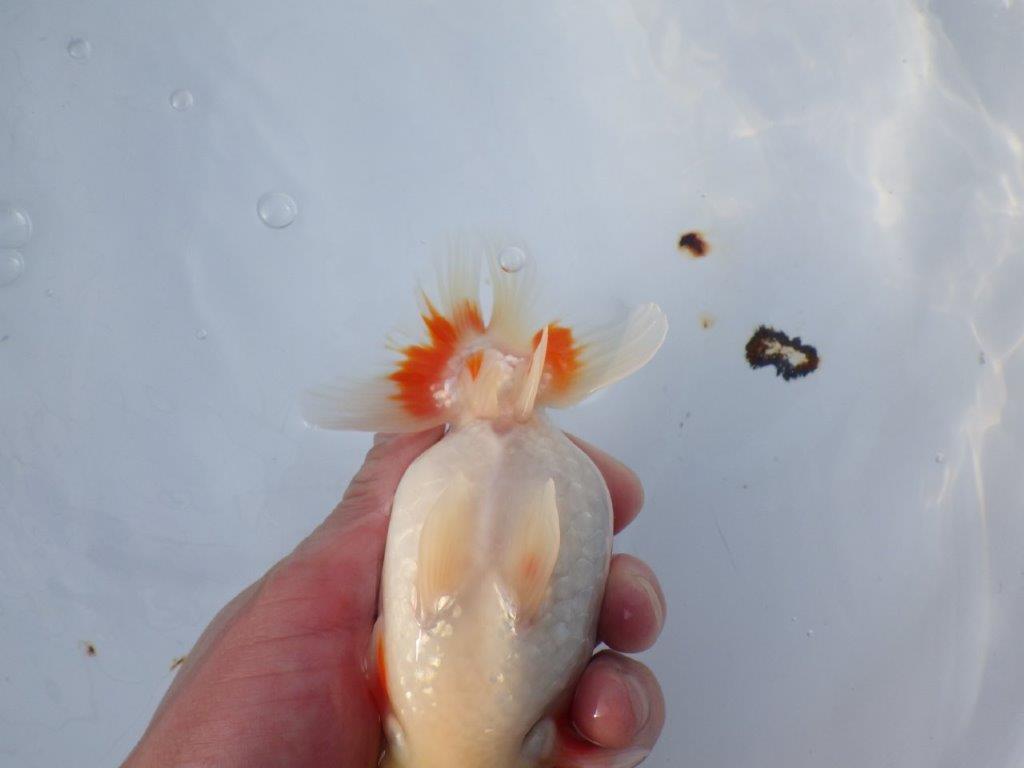 【愛知 小早川義幸 氏】少しお腹が柔らかい明け二歳らんちゅう 約15,5㎝ メス？