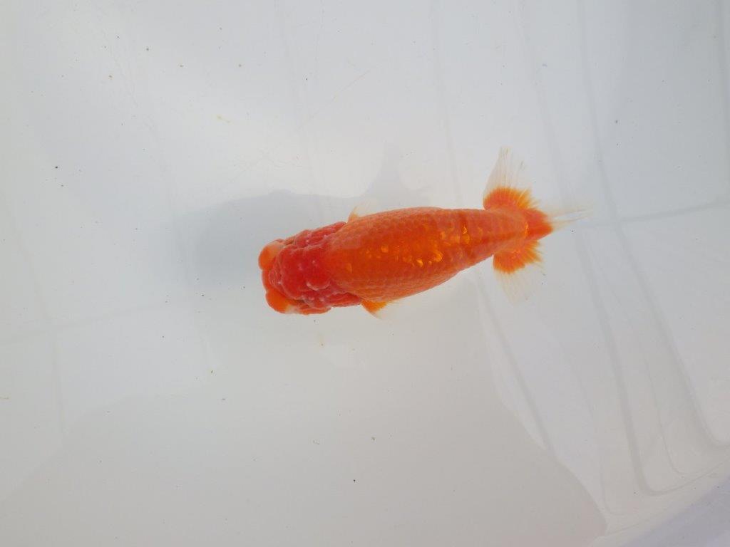 【愛知 石黒英明 氏】！種にお勧め上質系統明け二歳らんちゅう 約13㎝オス