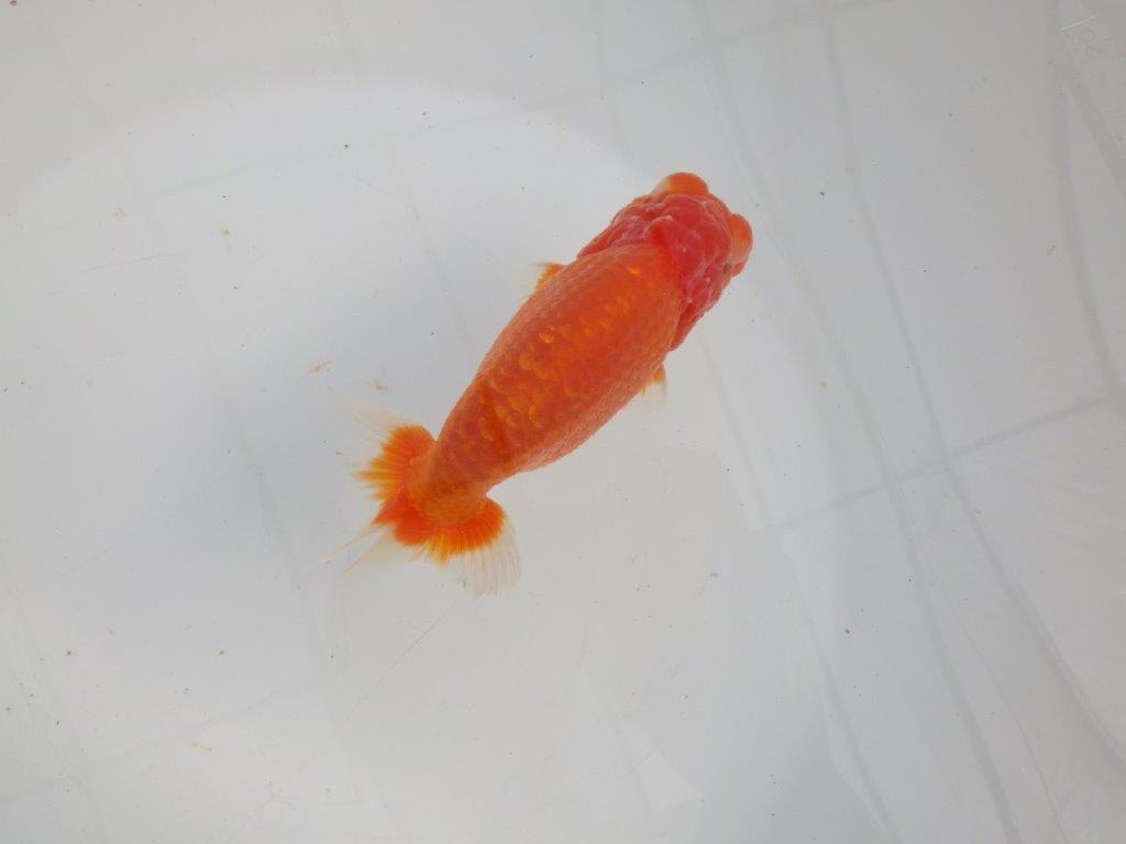 【愛知 石黒英明 氏】！種にお勧め上質系統明け二歳らんちゅう 約13㎝オス