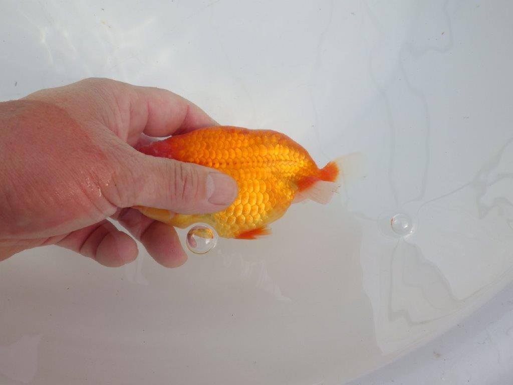 【愛知 石黒英明 氏】！種にお勧め上質系統明け二歳らんちゅう 約13㎝オス