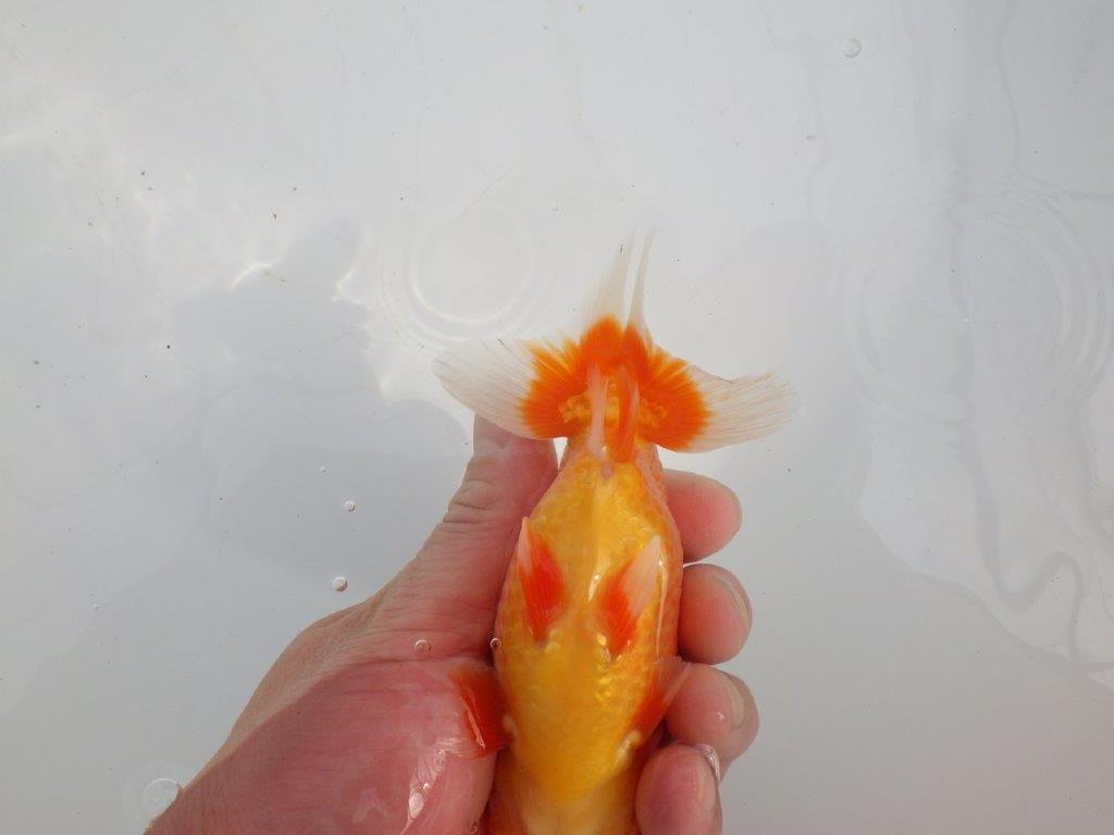 【愛知 石黒英明 氏】！種にお勧め上質系統明け二歳らんちゅう 約13㎝オス