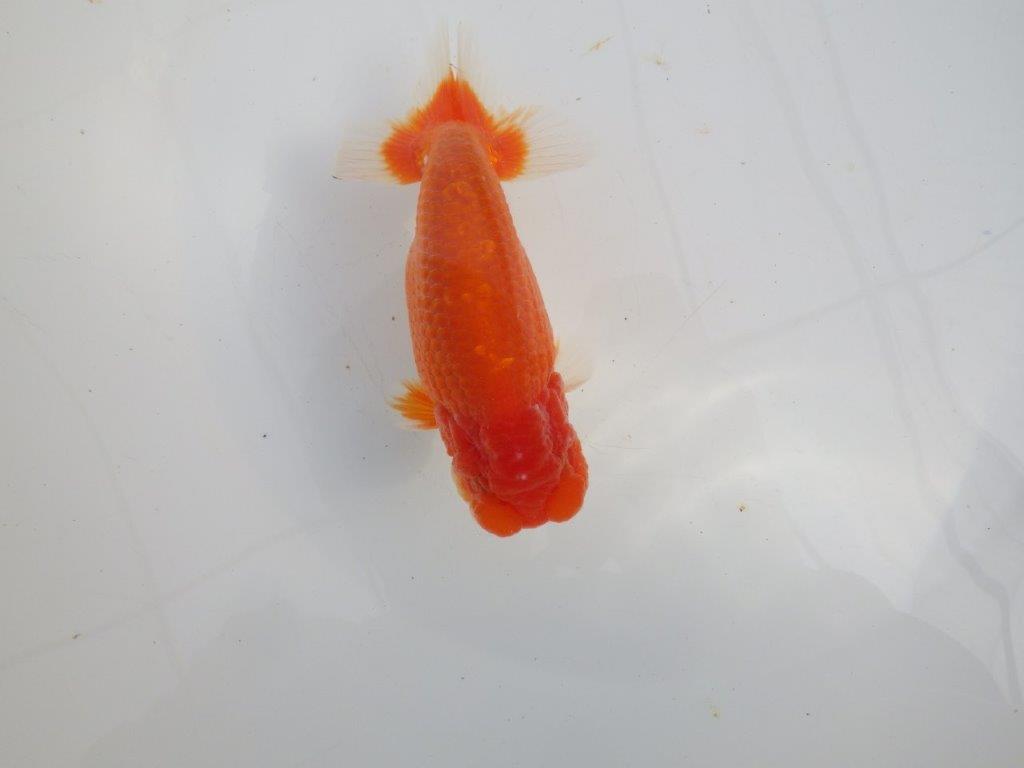 【愛知 石黒英明 氏】次世代につなげたい尾の雰囲気!明け二歳らんちゅう約14,5㎝オス