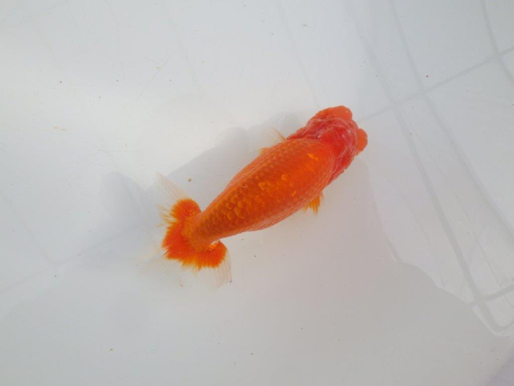 【愛知 石黒英明 氏】次世代につなげたい尾の雰囲気！明け二歳らんちゅう約14,5㎝オス