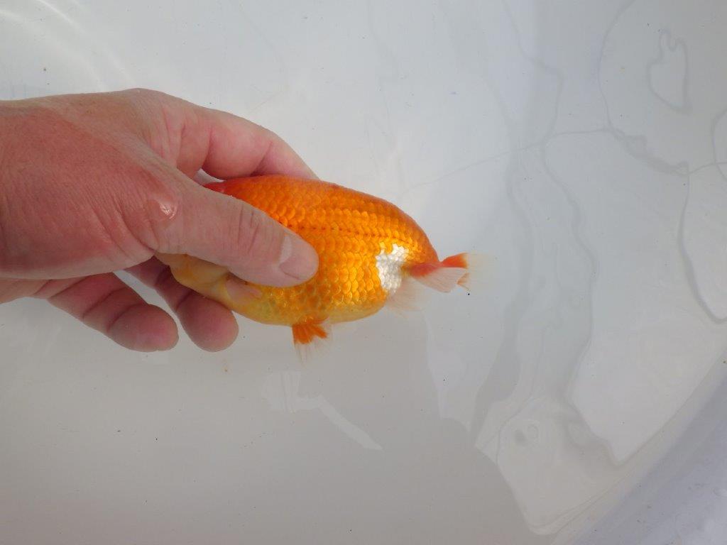 【愛知 石黒英明 氏】次世代につなげたい尾の雰囲気！明け二歳らんちゅう約14,5㎝オス