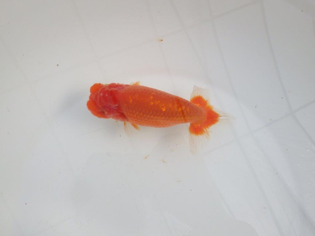 【愛知 石黒英明 氏】次世代につなげたい尾の雰囲気！明け二歳らんちゅう約14,5㎝オス