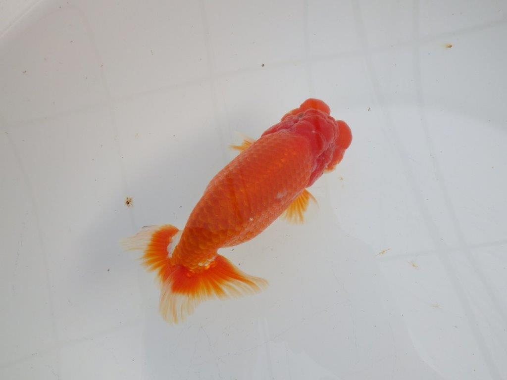 【愛知石黒英明氏】タネにお勧めの頭&尾!明け二歳らんちゅう約14cmオス