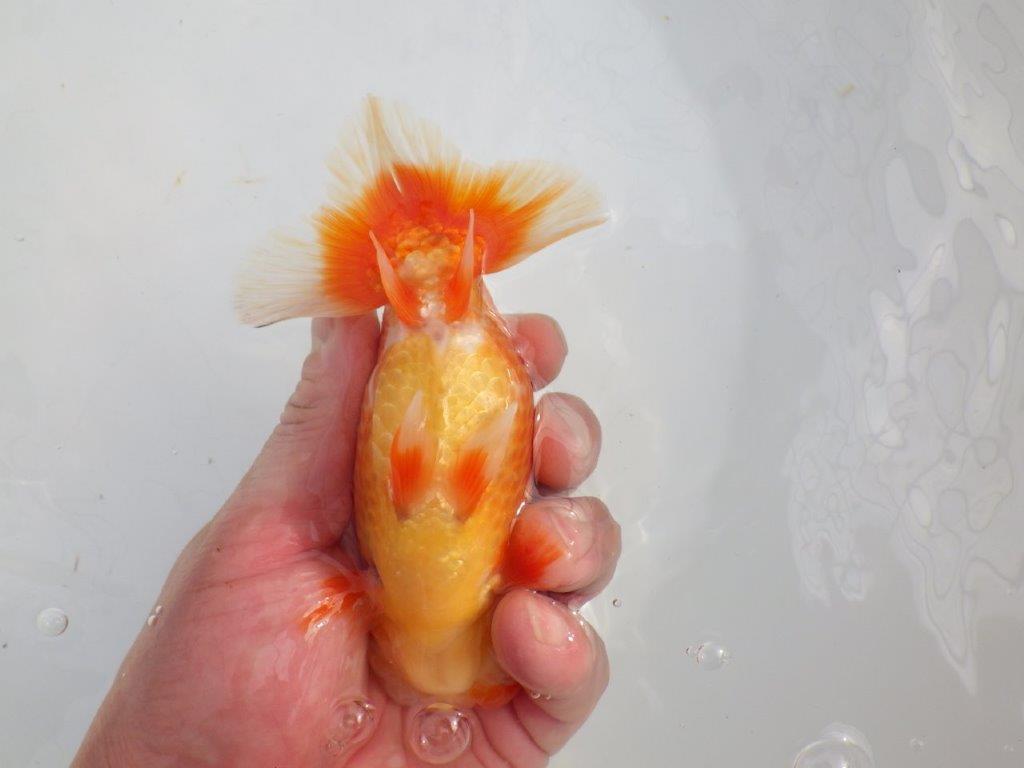 【愛知石黒英明氏】タネにお勧めの頭&尾!明け二歳らんちゅう約14cmオス