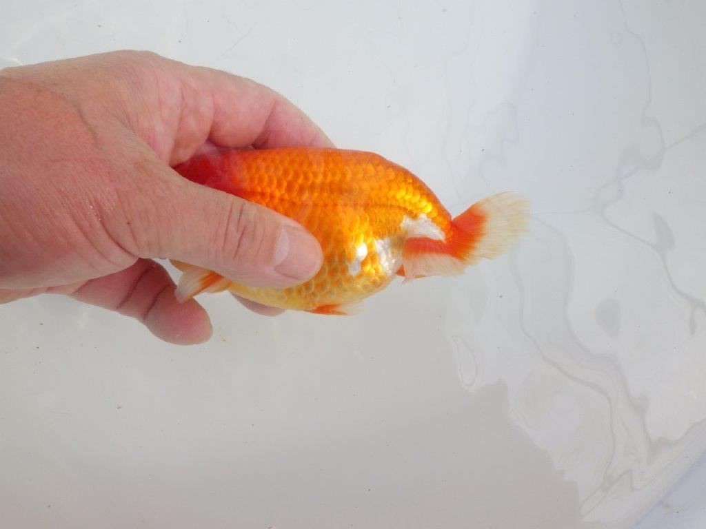 【愛知石黒英明氏】タネにお勧めの頭&尾!明け二歳らんちゅう約14cmオス