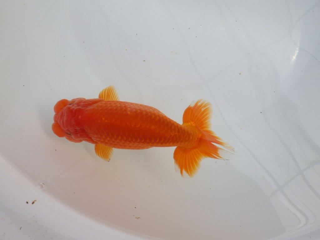 【愛知石黒英明氏】背なりが美しく派手な尾の明け二歳らんちゅう約16cmオス