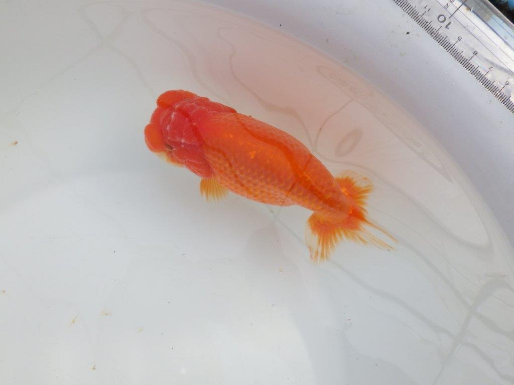 【愛知石黒英明氏】目幅のある頭で背なりも綺麗な明け二歳らんちゅう約16cmメス？