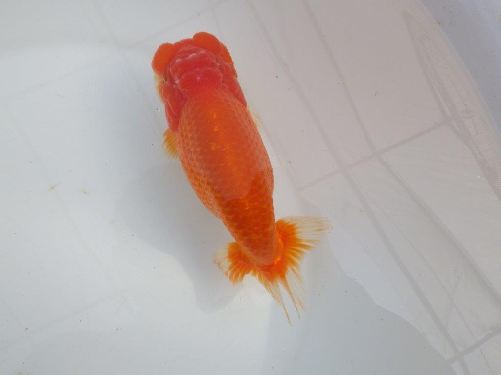 【愛知石黒英明氏】目幅のある頭で背なりも綺麗な明け二歳らんちゅう約16cmメス？