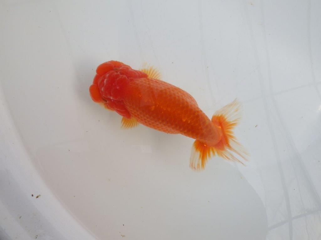 【愛知石黒英明氏】目幅のある頭で背なりも綺麗な明け二歳らんちゅう約16cmメス？