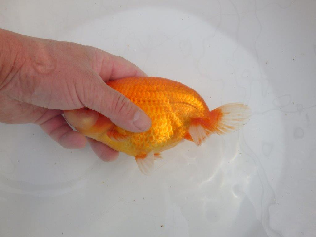 【愛知石黒英明氏】目幅のある頭で背なりも綺麗な明け二歳らんちゅう約16cmメス？