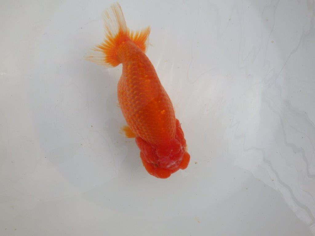 【愛知石黒英明氏】目幅のある頭で背なりも綺麗な明け二歳らんちゅう約16cmメス?