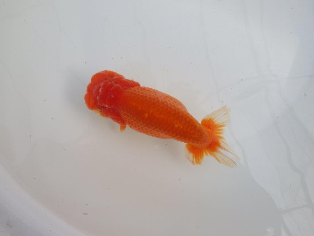 【愛知石黒英明氏】目幅のある頭で背なりも綺麗な明け二歳らんちゅう約16cmメス？